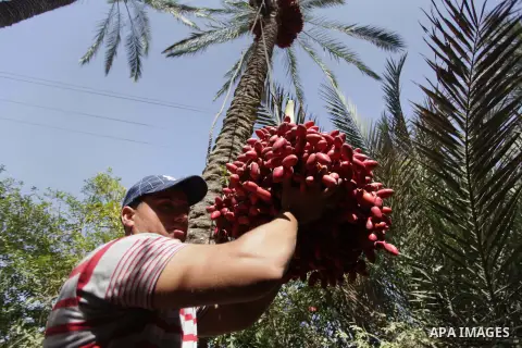 A Palestinian farmer harvests dates from date palm trees in the southern Gaza Strip city of Khan Younis, on Oct. 9, 2013. Photo by Ashraf Amra