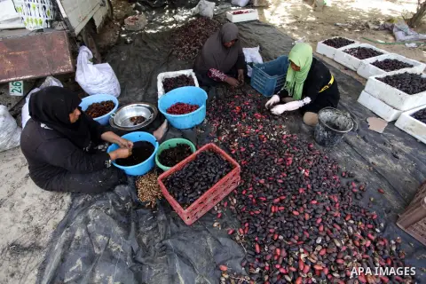 A Palestinian woman sorts dates harvested from date palm trees in Khan Yunis, in the southern Gaza Strip, on Oct. 09, 2013. Photo by Ashraf Amra