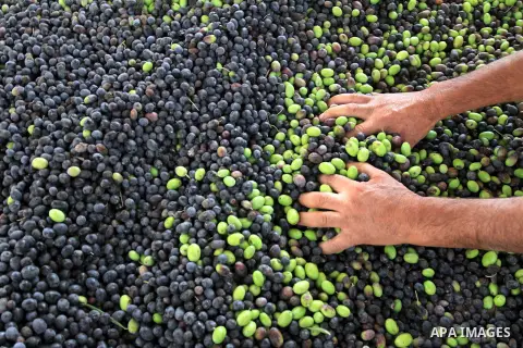 A Palestinian man works in an olive oil factory in Khan Younis southern Gaza City on Oct 10, 2013. A staple for many local farmers, preparing them for ready to eat consumption and to make olive oil. Both family farms and...