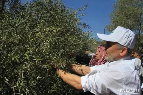 A Palestinian farmer collects olives during the olive harvest, in Khan Younis southern Gaza City, on Oct. 10, 2010 . A staple for many local farmers, preparing them for ready to eat consumption and to make olive oil. Bot...