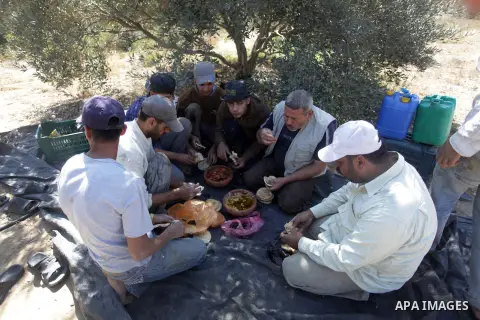Palestinian farmers have lunch at an olive orchard in Gaza City, 20 October 2013. Regional farmers are harvesting their olives this year from mid-October until 01 November. According to figures issued by the United Natio...