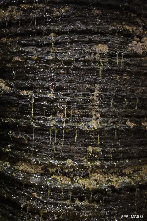 A picture taken on October 20, 2013 shows olive oil after olives have been pressed between metal plates at a traditional stone press in Gaza City. Regional farmers are harvesting their olives this year from mid-October u...