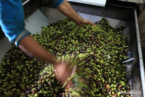 Palestinian workers sort olives before pressing at a traditional stone press in the West Bank city of Ramallah, 21 October 2013. Regional farmers are harvesting their olives this year from mid-October until 01 November....