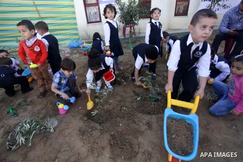 Palestinian school children are grown olives trees in Gaza city, on Oct. 24, 2013. as part of training children how to harvest olives. Regional farmers are harvesting their olives this year from mid-October until 01 Nove...