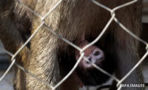 A female monkey feeds her baby at a zoo in Beit Lahiya town in the northern Gaza strip on 20 November 2013. The monkeys were smuggled into Gaza from Egypt four years ago to live in a Hamas public zoo. Photo by Ashraf Amr...