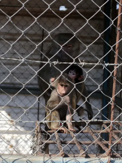 A female monkey feeds her baby at a zoo in Beit Lahiya town in the northern Gaza strip on 20 November 2013. The monkeys were smuggled into Gaza from Egypt four years ago to live in a Hamas public zoo. Photo by Ashraf Amr...