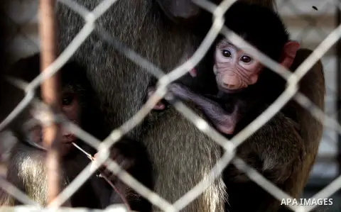 A female monkey feeds her baby at a zoo in Beit Lahiya town in the northern Gaza strip on 20 November 2013. The monkeys were smuggled into Gaza from Egypt four years ago to live in a Hamas public zoo. Photo by Ashraf Amr...