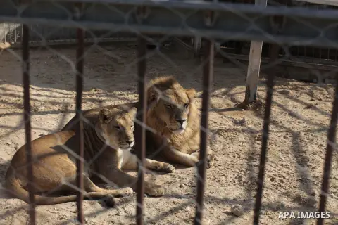 A male and a female lion lie in the sand at a zoo after the female gave birth to two cubs Three days earlier in Beit Lahiya town in the northern Gaza strip on 20 November 2013. The cubs' mother and father were smuggled i...