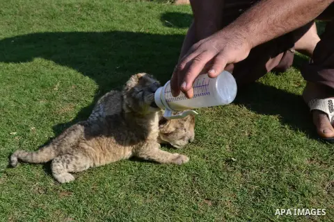 Three-days-old lion cub Fajir is bottle-fed at a zoo in Beit Lahiya town in the northern Gaza strip on, 20 November 2013. The cubs' mother and father were smuggled into Gaza from Egypt four years ago to live in a Hamas p...