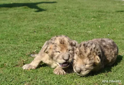 Three days old lion cubs Sjeel and Fajir are seen at a zoo in Beit Lahiya town in the northern Gaza strip on, 20 November 2013. The cubs' mother and father were smuggled into Gaza from Egypt four years ago to live in a H...