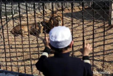 A Palestinian boy looks on a male and a female lion as they lie in the sand at a zoo after the female gave birth to two cubs Three days earlier in Beit Lahiya town in the northern Gaza strip on 20 November 2013. The cubs...
