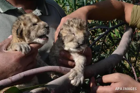 Three days old lion cubs Sjeel and Fajir are seen at a zoo in Beit Lahiya town in the northern Gaza strip on, 20 November 2013. The cubs' mother and father were smuggled into Gaza from Egypt four years ago to live in a H...