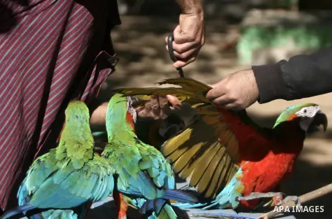Birds belong to the macaw parrots at Rafah Zoo in the southern of Gaza Strip on November 30, 2013 Many animals were smuggled into Gaza from Egypt through the tunnels in the southern of Gaza Strip. Photo by Eyad Al Baba