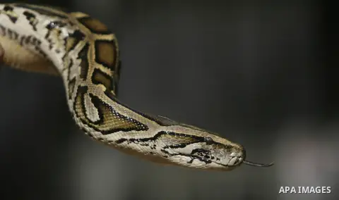 A Palestinian visitor holds a 30 years-old Snake which belongs to the Python snakes at Rafah Zoo in Rafah, southern Gaza Strip, on Nov. 30, 2013. The Reticulated Python snake is large and very interesting to gaze at. The...