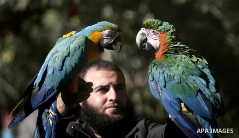 Birds belong to the macaw parrots sit on the arms and shoulders of the zookeeper, at Rafah Zoo in the southern of Gaza Strip on November 30, 2013 Many animals were smuggled into Gaza from Egypt through the tunnels in the...