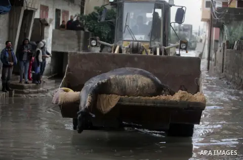 Palestinian bulldozer transfer a dead donkey from flooded street after a torrential rains Gaza city, on Dec. 05, 2013. Photo by Ashraf Amra