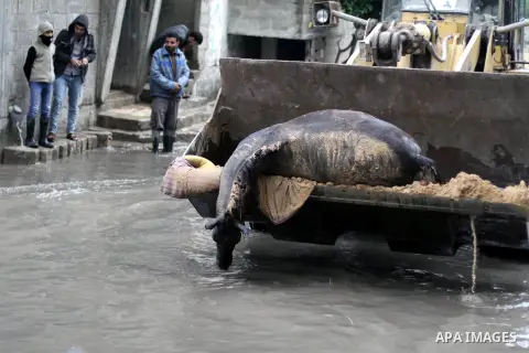 Palestinian workers carry a dead horse using a bulldozer in a flooded street following heavy rainfall in Gaza City on December 5, 2013. Photo by Ashraf Amra