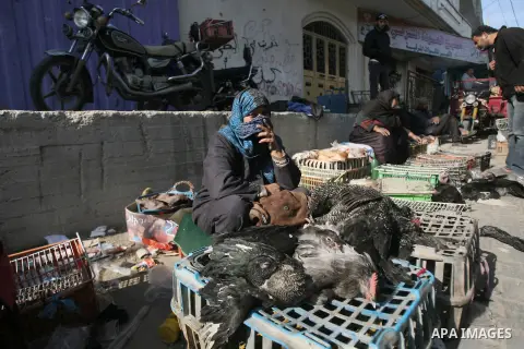 A Palestinian displays his birds for selling at the market in the Rafah refugee camp, southern Gaza Strip, on Dec. 07, 2013. Photo by Eyad Al Baba