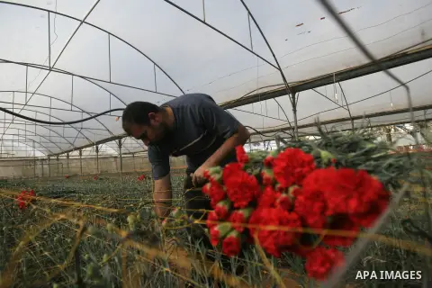 A Palestinian laborer picks carnations at a flower farm in Rafah in the southern Gaza Strip on December 9, 2013. Sealed off from the outside world, Gaza's farmers are entering their sixth year of export restrictions, imp...