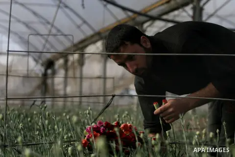 A Palestinian laborer picks carnations at a flower farm in Rafah in the southern Gaza Strip on December 9, 2013. Sealed off from the outside world, Gaza's farmers are entering their sixth year of export restrictions, imp...