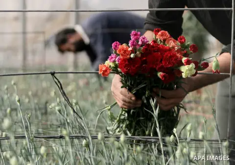 A Palestinian laborer picks carnations at a flower farm in Rafah in the southern Gaza Strip on December 9, 2013. Sealed off from the outside world, Gaza's farmers are entering their sixth year of export restrictions, imp...