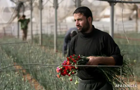 A Palestinian laborer picks carnations at a flower farm in Rafah in the southern Gaza Strip on December 9, 2013. Sealed off from the outside world, Gaza's farmers are entering their sixth year of export restrictions, imp...