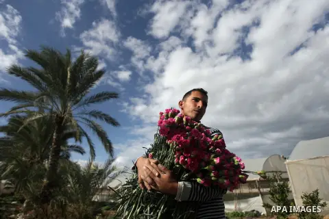 A Palestinian laborer picks carnations at a flower farm in Rafah in the southern Gaza Strip on December 9, 2013. Sealed off from the outside world, Gaza's farmers are entering their sixth year of export restrictions, imp...