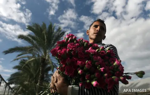 A Palestinian laborer picks carnations at a flower farm in Rafah in the southern Gaza Strip on December 9, 2013. Sealed off from the outside world, Gaza's farmers are entering their sixth year of export restrictions, imp...