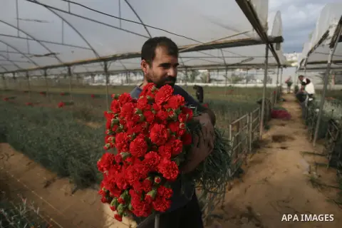 A Palestinian laborer picks carnations at a flower farm in Rafah in the southern Gaza Strip on December 9, 2013. Sealed off from the outside world, Gaza's farmers are entering their sixth year of export restrictions, imp...