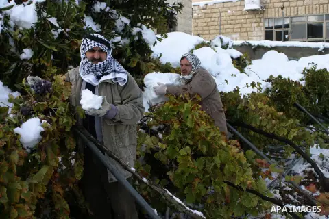 Palestinian farmers remove snow from their farm in the West Bank City of Hebron on December 13, 2013. The hilltop city of Jerusalem was paralysed today by its fiercest snowstorm in years, with its mayor calling out the a...