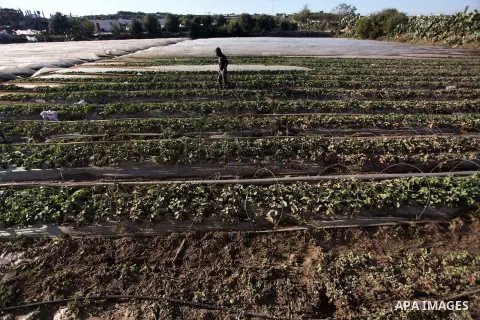 A Palestinian farmer collects damaged strawberries at his field in Beit Lahia, in the northern Gaza Strip, December 16, 2013. Gaza's agricultural sector suffered devastating losses during four days of severe weather cond...