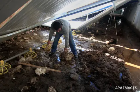 A Palestinian poultry farmer inspects dead chickens at his farm in the West Bank City of Ramallah, December 17, 2013. An initial estimation of financial losses from the winter storm that devastated the West Bank last wee...
