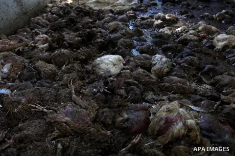 An alive chick is seen stands among of dead chickens at a farm in the West Bank City of Ramallah, December 17, 2013. An initial estimation of financial losses from the winter storm that devastated the West Bank last week...