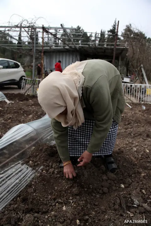 A Palestinian woman works at her farm in Saffuriyya village near the City of Nazareth, February 03, 2014. Saffuriyya was occupied by Israeli troops on 15 July 1948, during Operation Dekel. On July 15, Israeli aircrafts b...