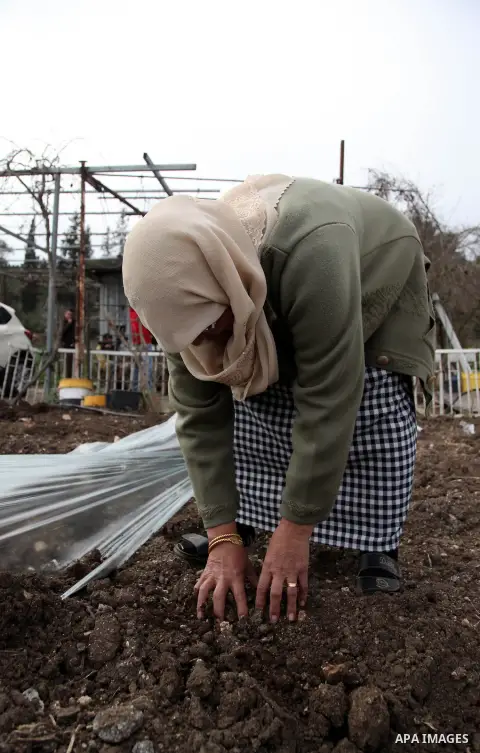 A Palestinian woman works at her farm in Saffuriyya village near the City of Nazareth, February 03, 2014. Saffuriyya was occupied by Israeli troops on 15 July 1948, during Operation Dekel. On July 15, Israeli aircrafts b...