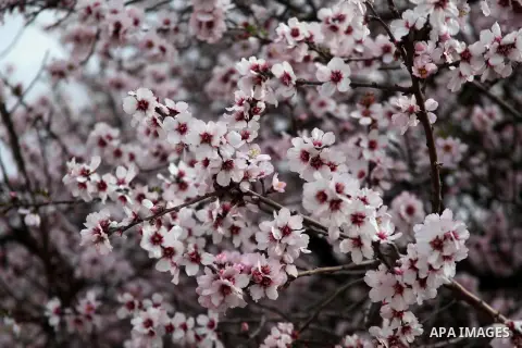 A Picture show the flowered almond in the West Bank city of Hebron on March 1, 2014. Photo by Mamoun Wazwaz