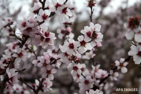 A Picture show the flowered almond in the West Bank city of Hebron on March 1, 2014. Photo by Mamoun Wazwaz
