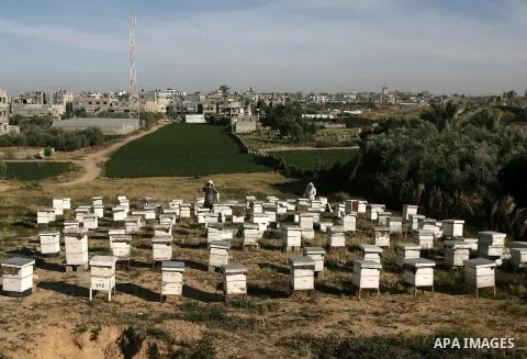 Palestinian beekeepers inspect hives at an apiary in the southern Gaza strip town of Rafah, on April 10, 2014. There are nearly 300 beekeepers and honey-production workers in the Gaza Strip, own approximately 20,000 beeh...