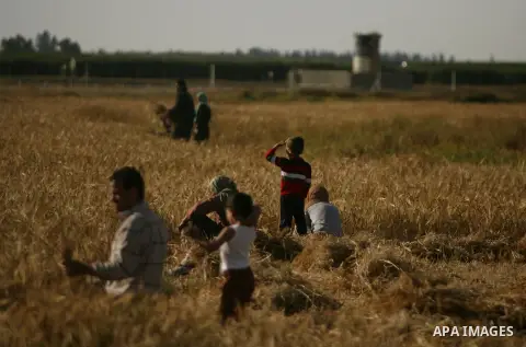 Palestinians harvest wheat on a farm near the southern Gaza Strip city of Khan Younis, May 03, 2014. Hundreds of Palestinian workers depend on the wheat harvest as a source of income, in the face of rising unemployment....