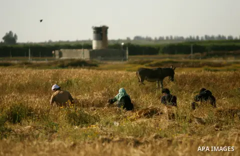 Palestinians harvest wheat on a farm near the southern Gaza Strip city of Khan Younis, May 03, 2014. Hundreds of Palestinian workers depend on the wheat harvest as a source of income, in the face of rising unemployment....