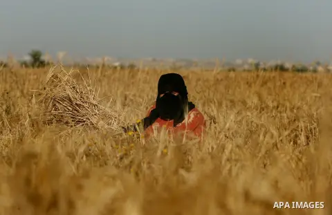 A Palestinian woman harvests wheat on a farm near the southern Gaza Strip city of Khan Younis, May 03, 2014. Hundreds of Palestinian workers depend on the wheat harvest as a source of income, in the face of rising unempl...