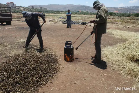 Palestinian farmers roast harvested green wheat at Turmus'ayya village near in the West Bank village of Ramallah, on May 24, 2014. Roasted green wheat is used to make a popular local soup call Freekeh. Photo by Shadi Hat...