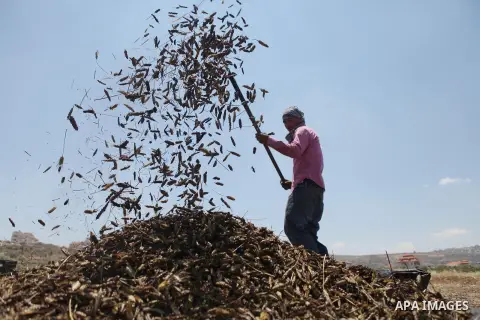 Palestinian farmers roast harvested green wheat at Turmus'ayya village near in the West Bank village of Ramallah, on May 24, 2014. Roasted green wheat is used to make a popular local soup call Freekeh. Photo by Shadi Hat...