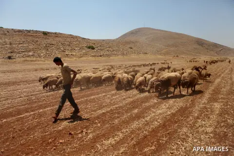 A Palestinian shepherd leads his goats in Jeftlek village near Jordan Valley in the West Bank on July 2, 2014. Photo by Shadi Hatem