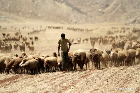 A Palestinian shepherd leads his goats in Jeftlek village near Jordan Valley in the West Bank on July 2, 2014. Photo by Shadi Hatem