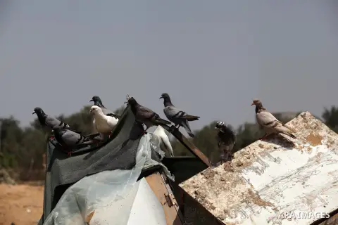 Doves stand on the rubble of a house, which witnesses said was badly damaged during the Israeli offensive, in the east of Rafah in the southern Gaza Strip August 5, 2014. Israel pulled its ground forces out of the Gaza S...