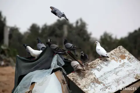 Doves stand on the rubble of a house, which witnesses said was badly damaged during the Israeli offensive, in the east of Rafah in the southern Gaza Strip August 5, 2014. Israel pulled its ground forces out of the Gaza S...