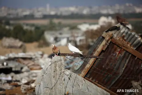 Doves are seen on the rubble of a destroyed house, which witnesses said was damaged during the Israeli offensive, on the fourth day of a five-day ceasefire in Johr El-Deek village near the central Gaza Strip August 17, 2...