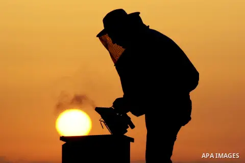 A Palestinian beekeeper inspects a honeycomb before collecting honey at an apiary in al-Mazraa village near the West Bank city of Ramallah, on August 17, 2014. Photo by Shadi Hatem