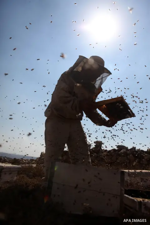 A Palestinian beekeeper inspects a honeycomb before collecting honey at an apiary in al-Mazraa village near the West Bank city of Ramallah, on August 17, 2014. Photo by Shadi Hatem